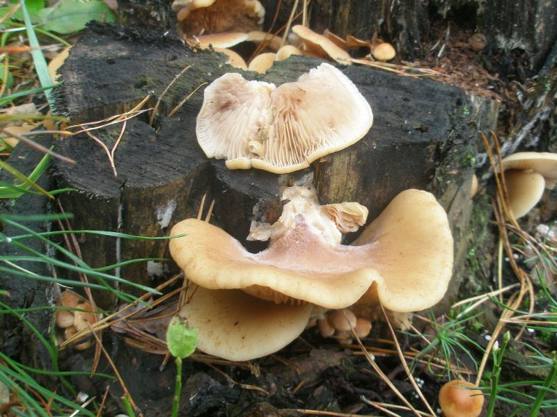 1_crepidotus_mollis.jpg