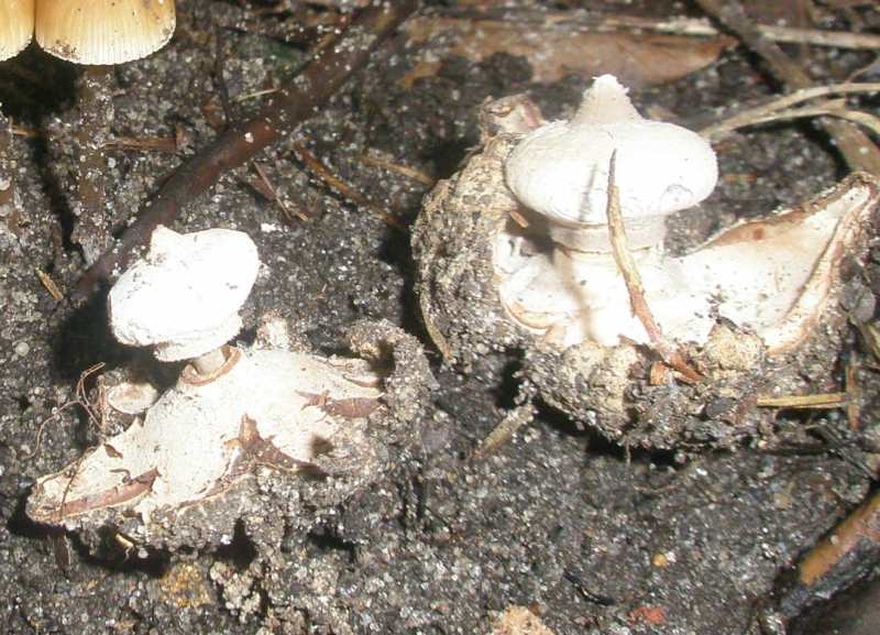 1_geastrum_pectinatum_1.jpg