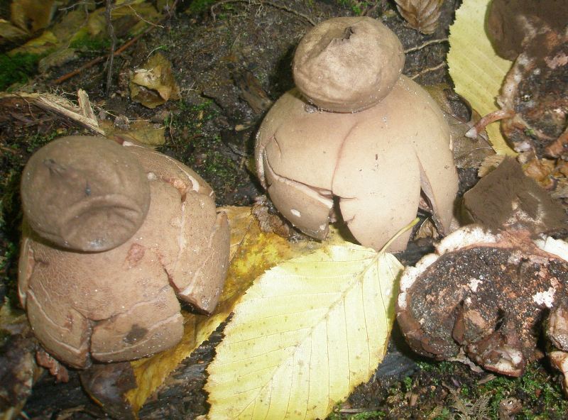 1_geastrum_vulgatum_1.jpg