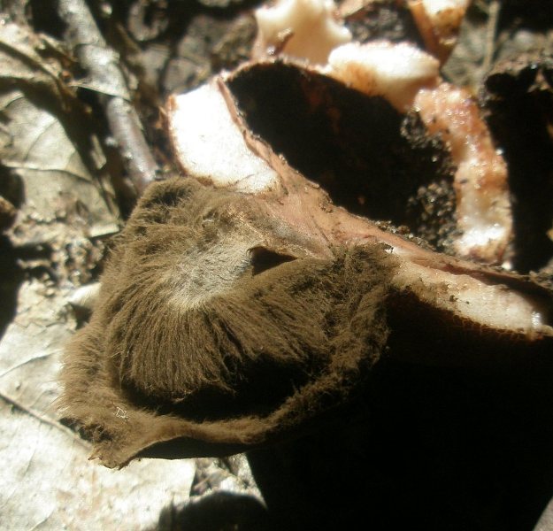 1_geastrum_vulgatum_1a.jpg