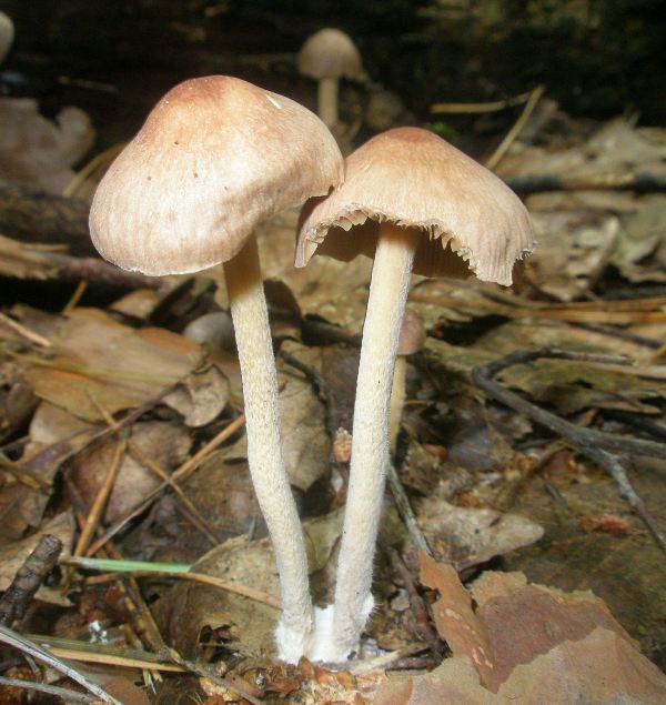 1_gymnopus_peronatus_1.jpg