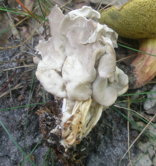 1_helvella_crispa_1.jpg