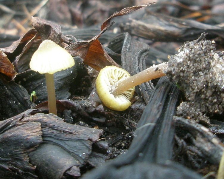 1_hygrocybe_sp.jpg