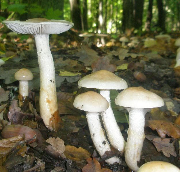 1_hygrophorus_eburneus_1.jpg