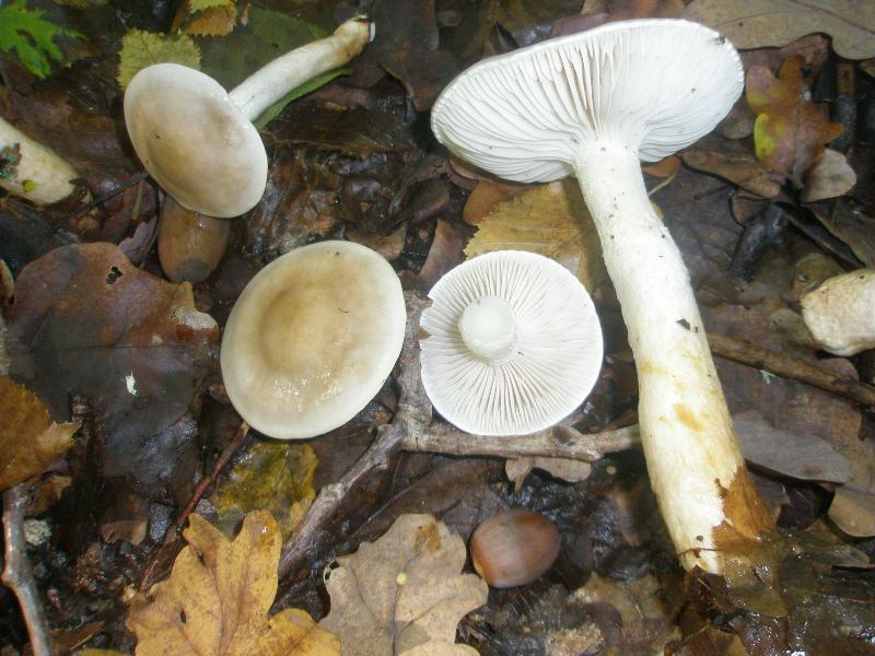 1_hygrophorus_eburneus_1a.jpg