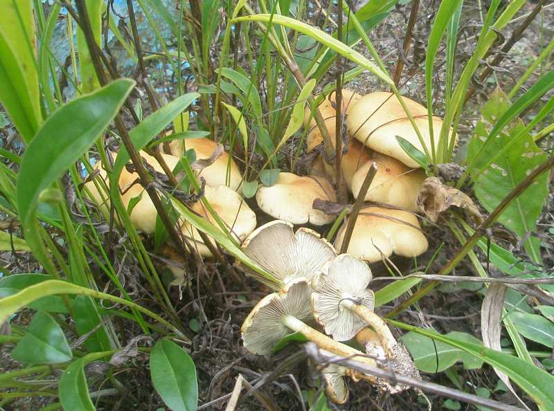 1_hypholoma_fasciculare_sp.jpg