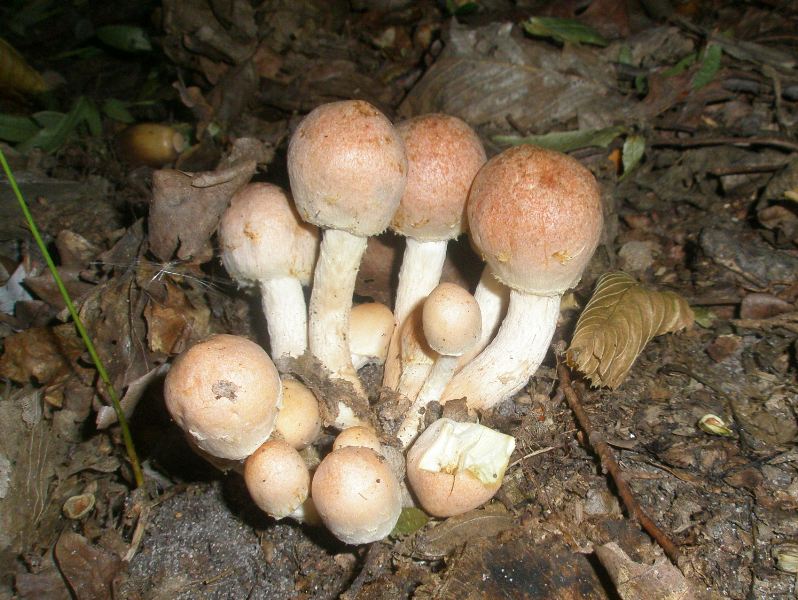 1_hypholoma_sublateritium.jpg