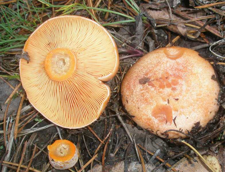 1_lactarius_deliciosus_2.jpg