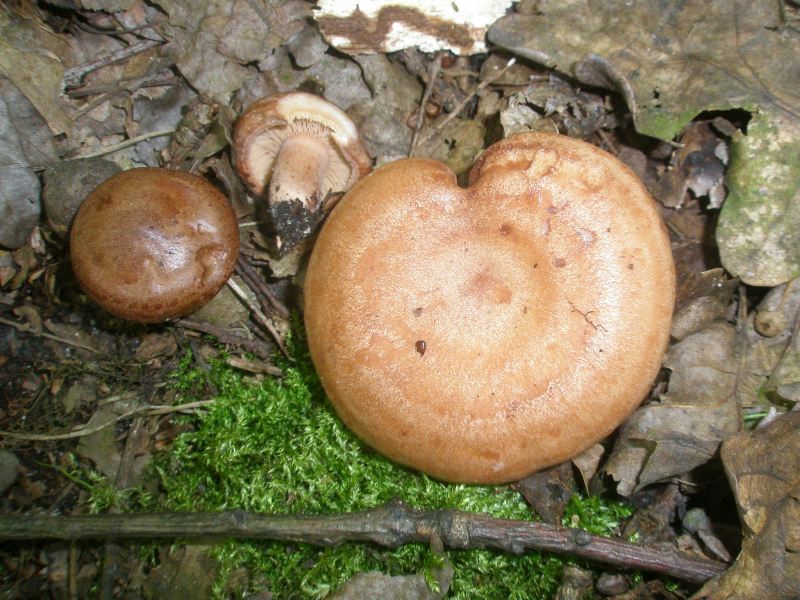 1_lactarius_quietus_1.jpg