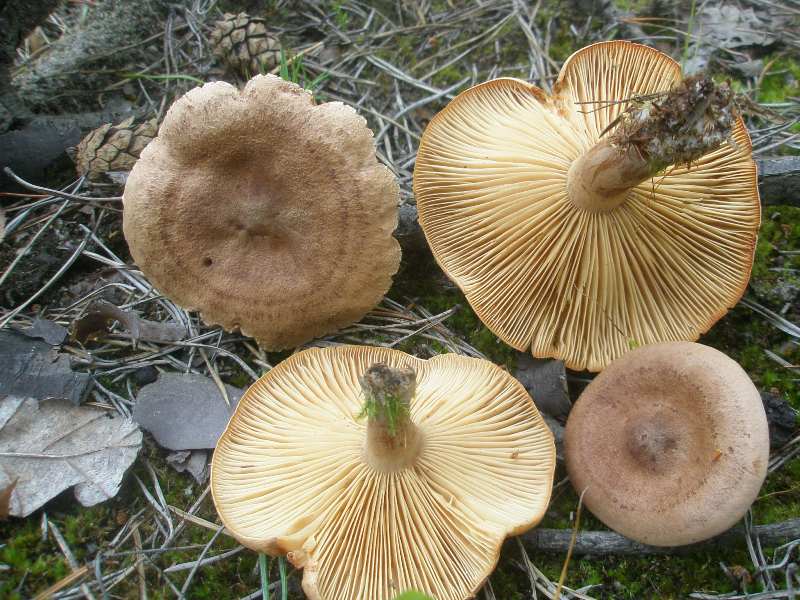 1_lactarius_sp_1a.jpg