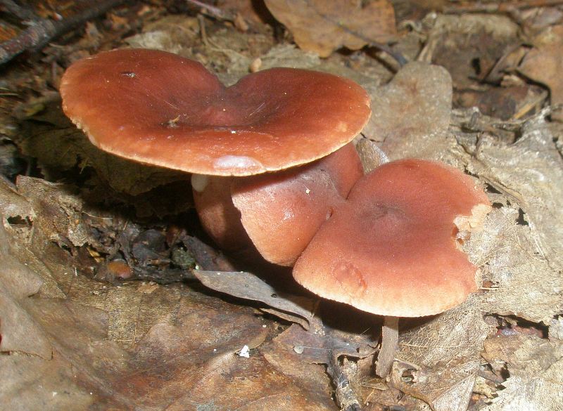 1_lactarius_subdulsis.jpg