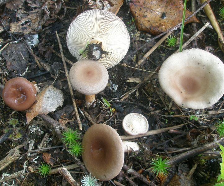 1_lactarius_vietus_1.jpg