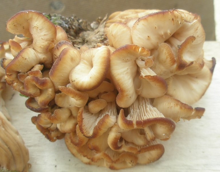 1_lentinellus_sp_craterellus_1b.jpg