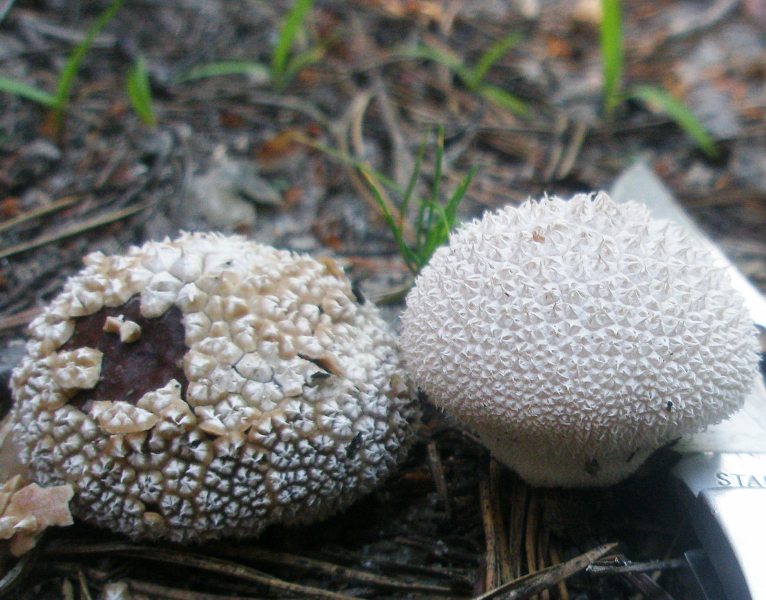 1_lycoperdon_candidum_1.jpg