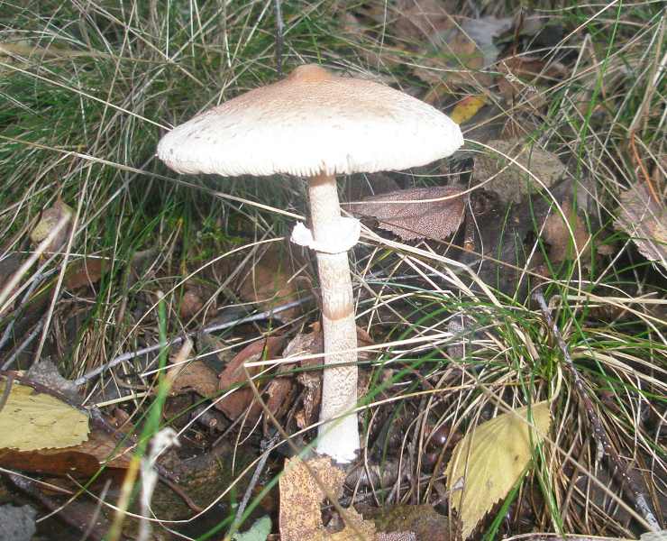 1_macrolepiota_mastoidea_1.jpg