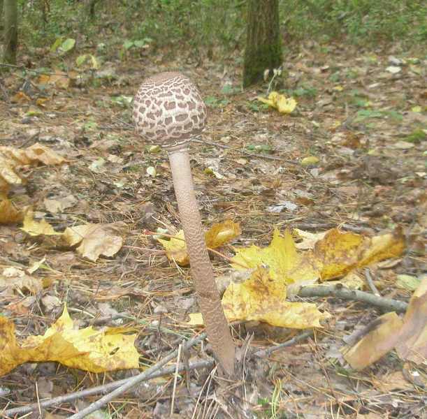 1_macrolepiota_procera_2.jpg