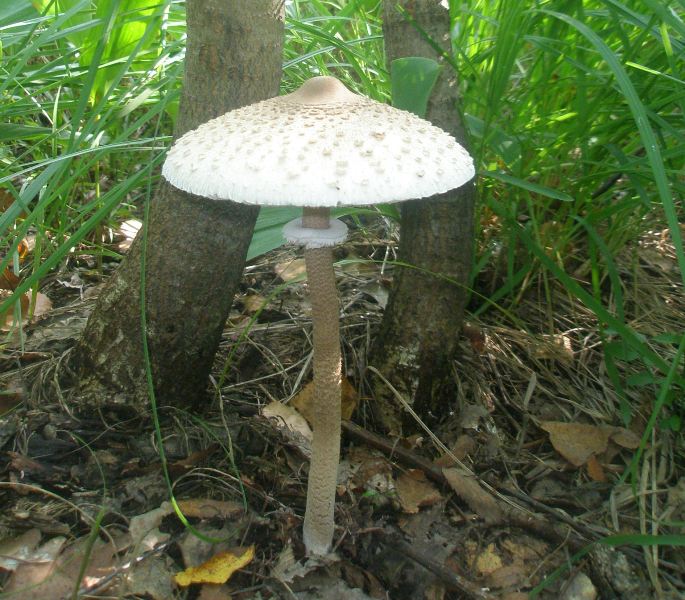 1_macrolepiota_sp_mastoidea.jpg