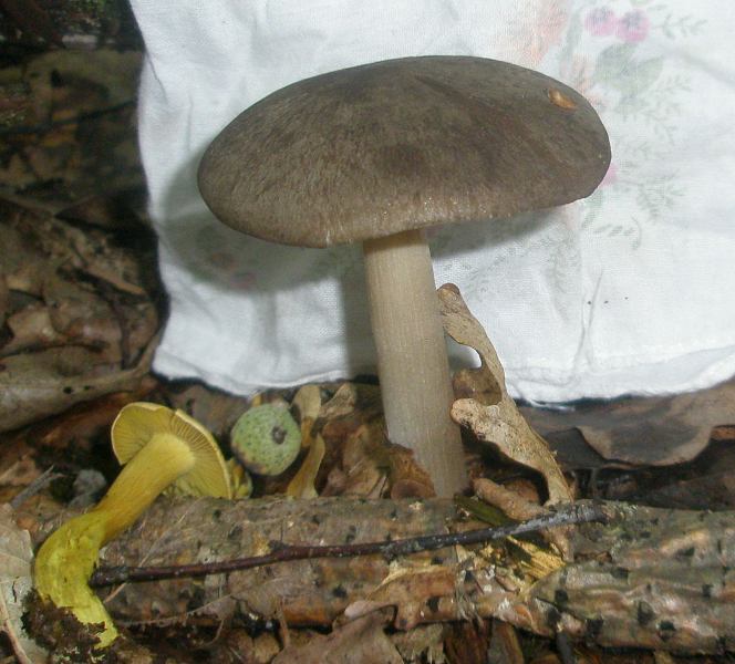 1_megacollybia_platyphylla.jpg