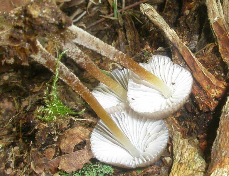 1_mycena_inclinata_1a.jpg