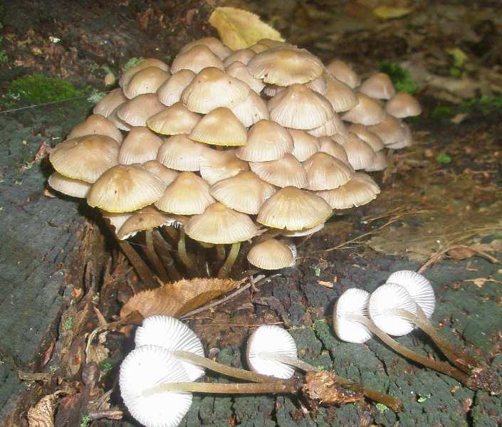 1_mycena_inclinata_2.jpg