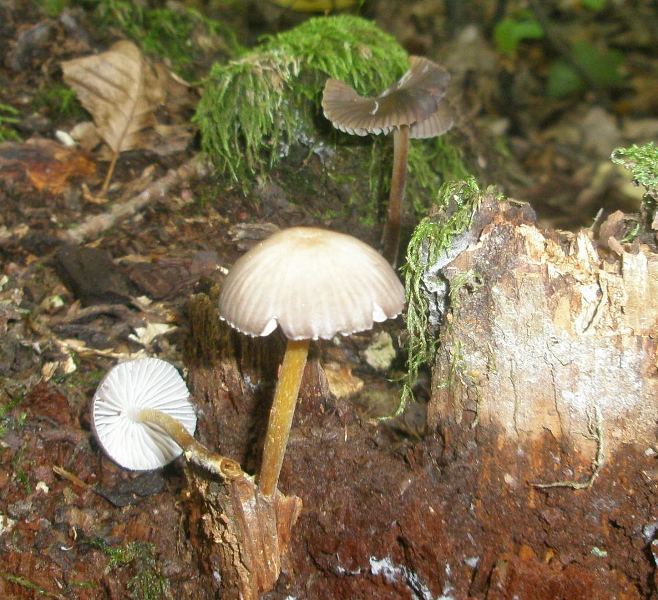 1_mycena_inclinata_sp1.jpg