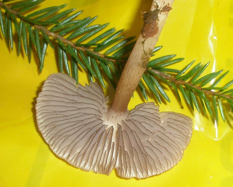 1_mycena_pelianthina_1.jpg