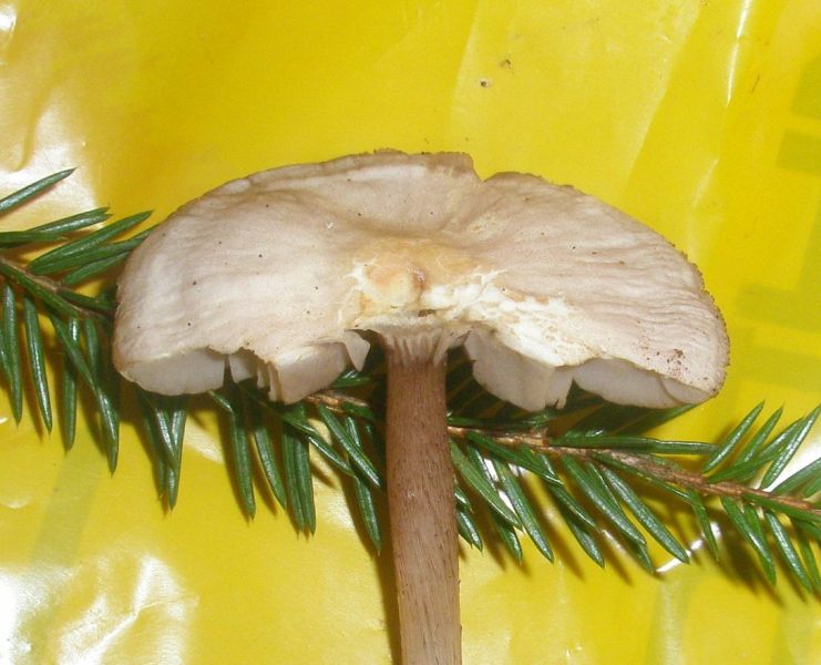 1_mycena_pelianthina_1a.jpg