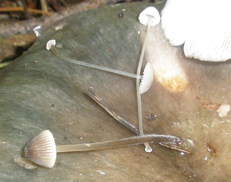 1_mycena_sp.jpg