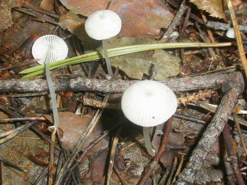 1_mycena_sp_1.jpg