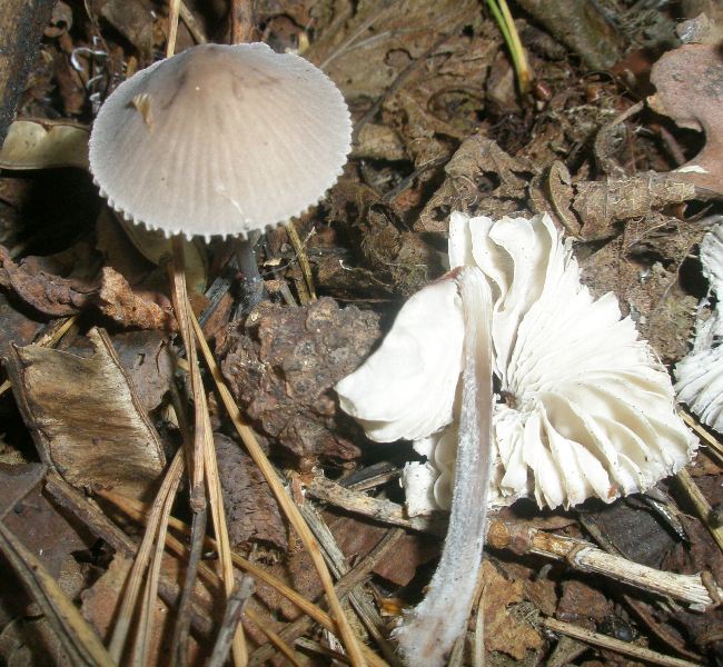 1_mycena_sp_1_2.jpg