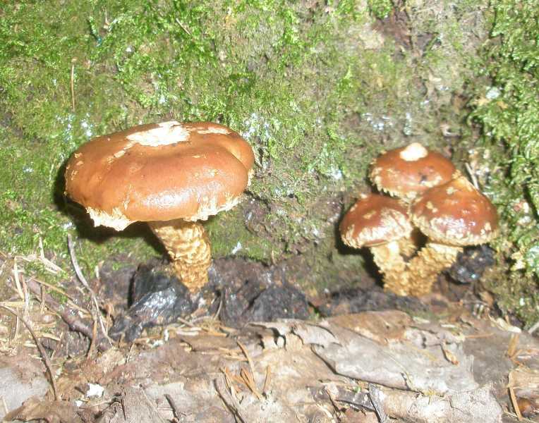 1_pholiota_destpuens_1.jpg