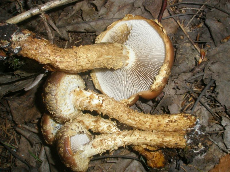 1_pholiota_destpuens_1a.jpg