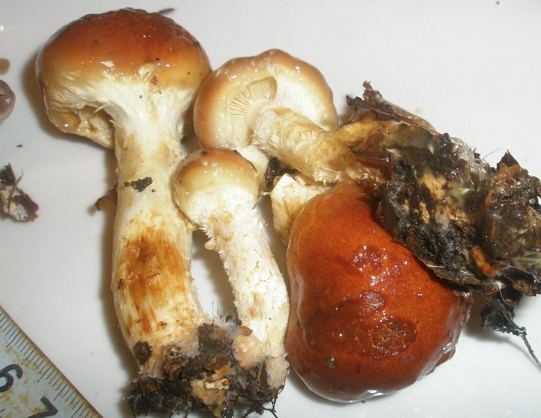 1_pholiota_lubrica.jpg