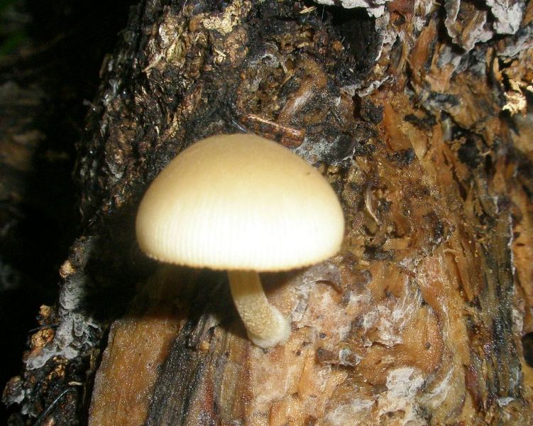 1_pluteus_exiguus_1.jpg