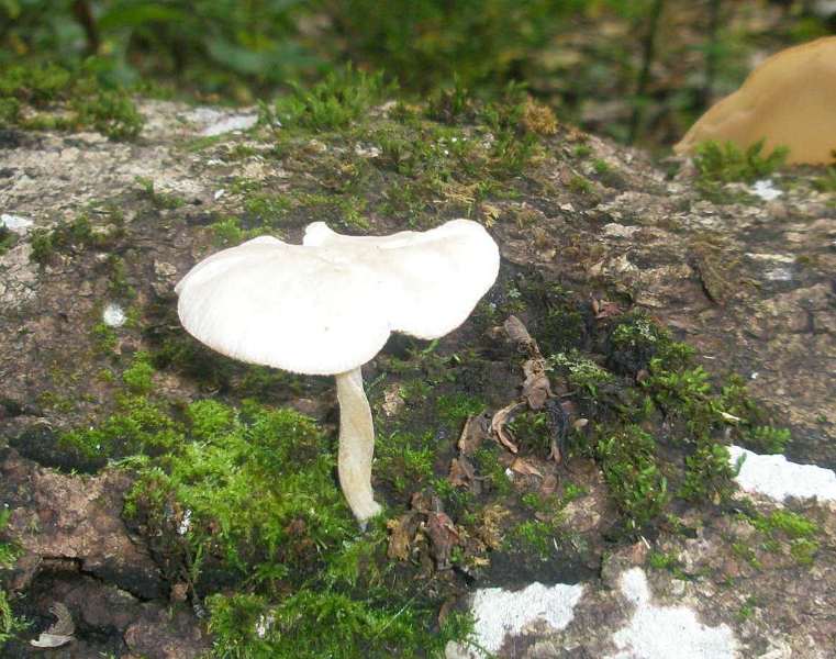 1_pluteus_exiguus_1a.jpg