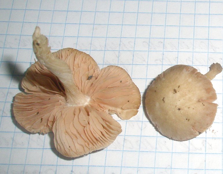 1_pluteus_exiguus_1b.jpg