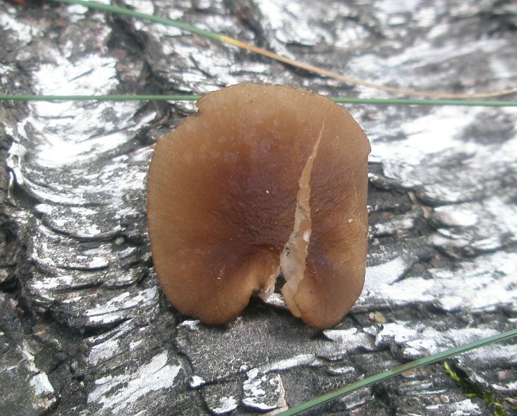 1_pluteus_phleboforus.jpg