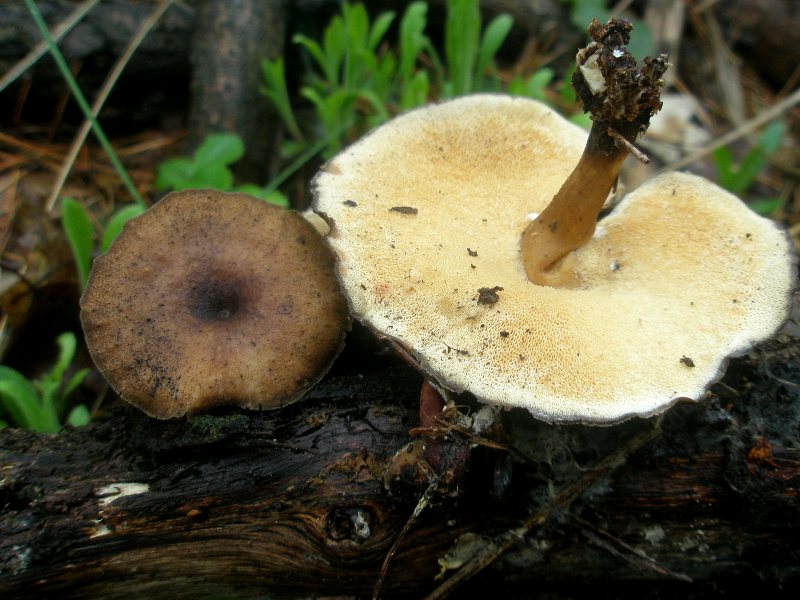 1_polyporus_brumalis_1.jpg