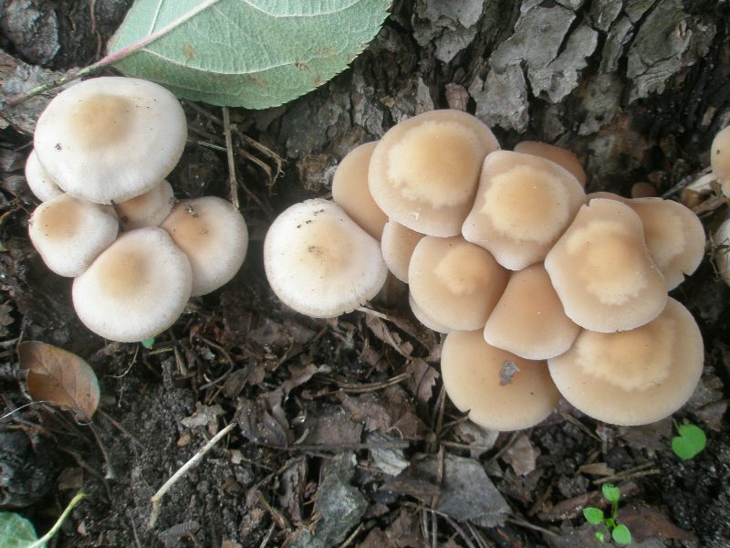 1_psathyrella_castanea_1a.jpg