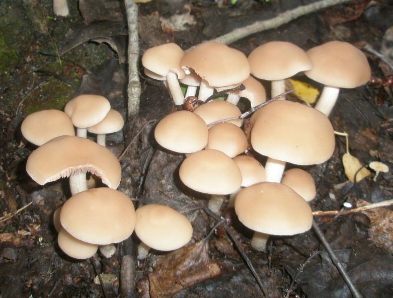 1_psathyrella_castanea_2.jpg