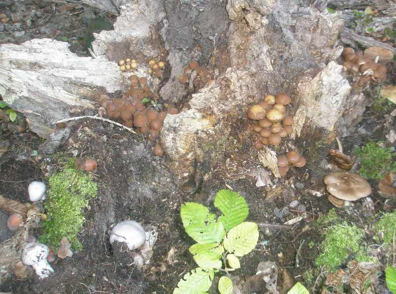 1_psathyrella_piluliformis_cortinarius_pluteus.jpg