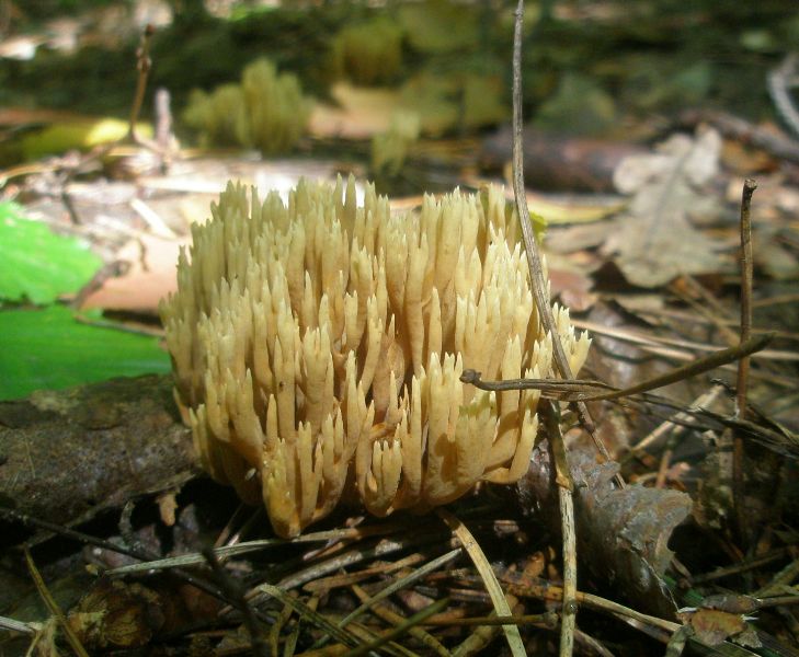 1_ramaria_stricta_1a.jpg