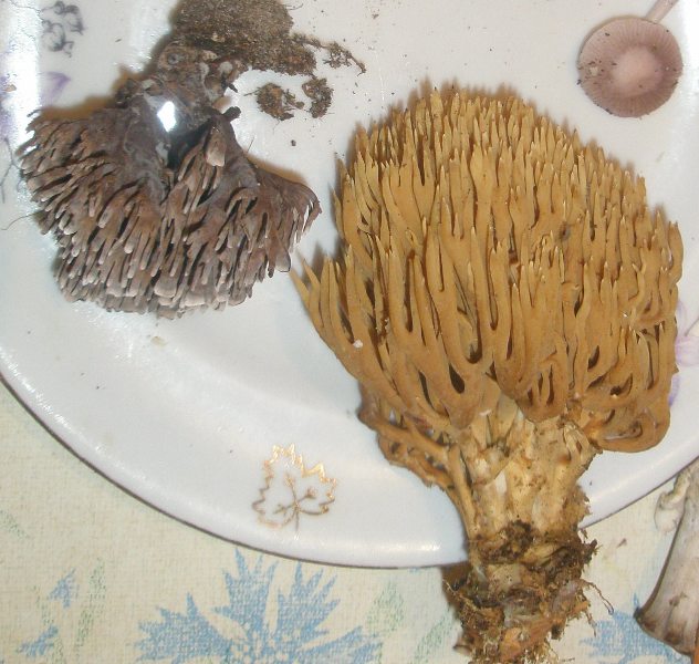 1_ramaria_stricta_1b.jpg