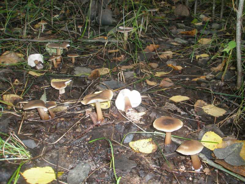 1_rhodocollybia_buturacea_1.jpg