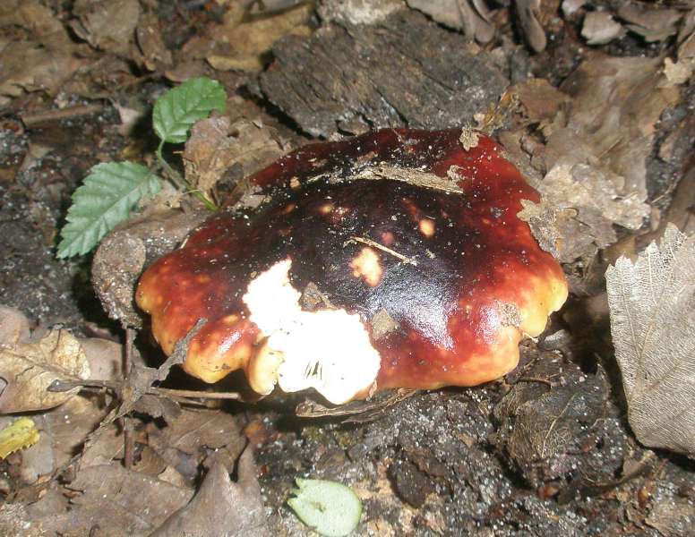 1_russula_atropurpurea_1.jpg