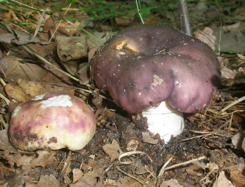 1_russula_cyanoxantha_1.jpg