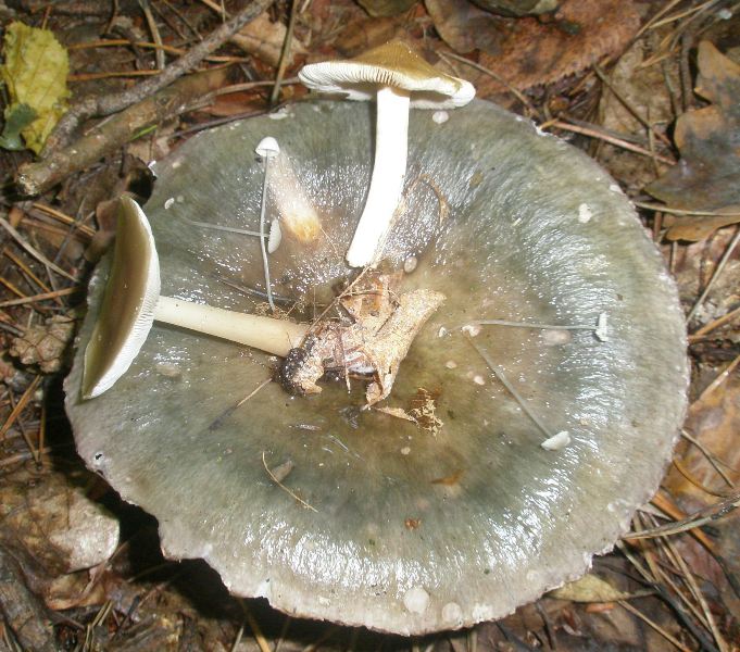 1_russula_cyanoxantha_2_collybia_inocybe_mycena.jpg