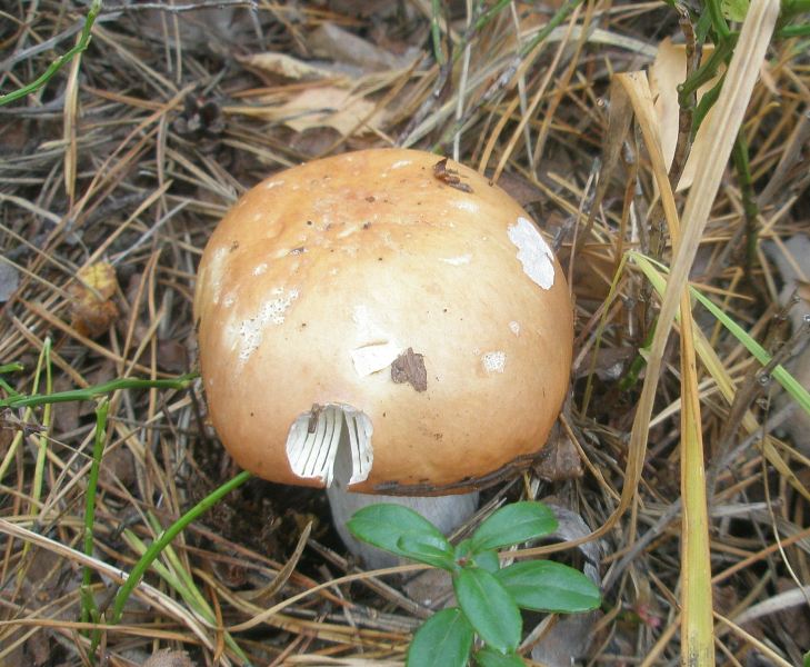 1_russula_decolorans_1.jpg