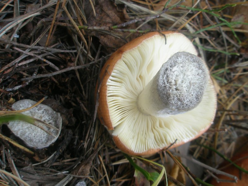 1_russula_decolorans_1a.jpg