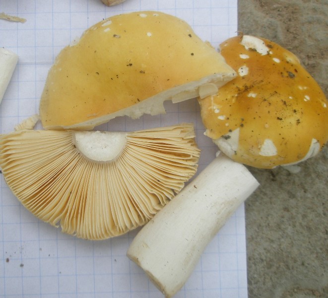 1_russula_lutea.jpg